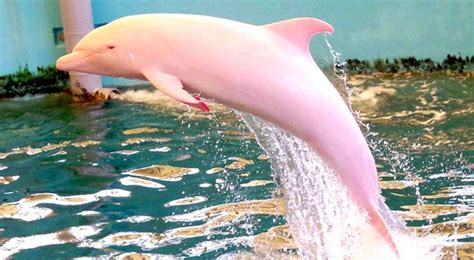 N Gra Navigat Rer F R Syn P En J Tte Ovanlig Rosa Delfin Och De