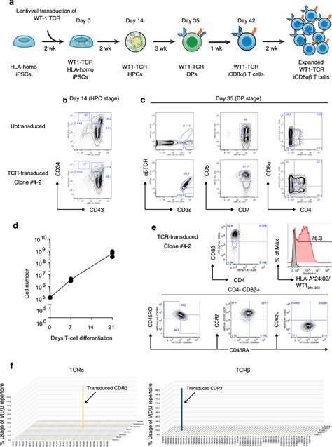 Generation Of Cd Sp T Cells From Tcr Transduced Hla Homo Ipscs A