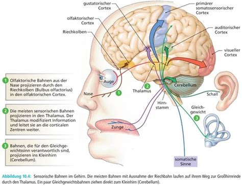 Allgemeine Psychologie I Karteikarten Quizlet