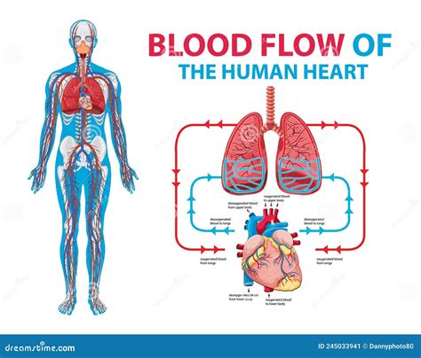 Blood Flow Diagram Labeled