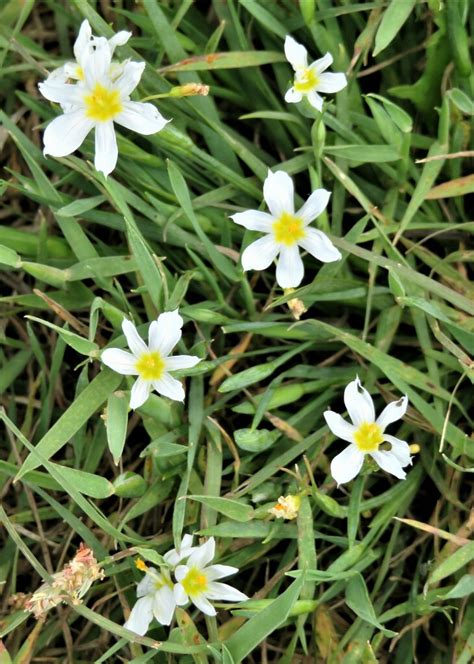 Blue Eyed Grasses From Williamson County Tx Usa On April At