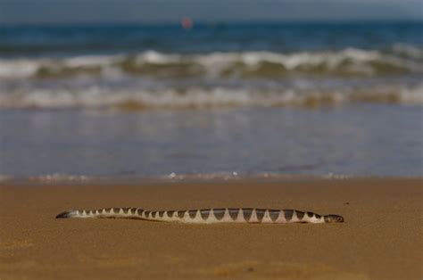 Beaked Sea Snake – "OCEAN TREASURES" Memorial Library