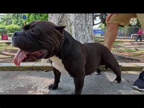 Hasta Qu Edad Crece Un American Bully Todo Lo Que Debes Saber