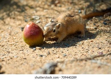 155 Great gerbil Images, Stock Photos & Vectors | Shutterstock