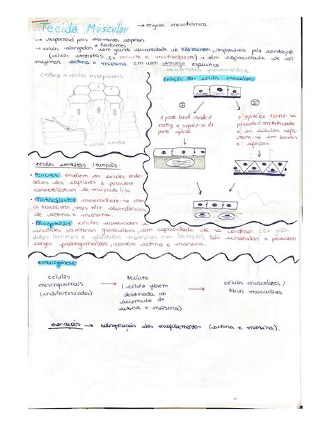 Solution Histologia Tecido Muscular Studypool