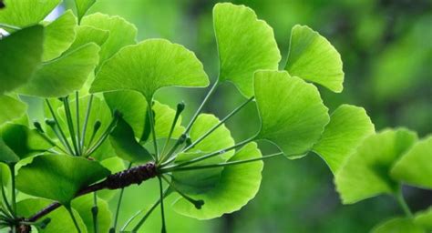 Ginkgo Biloba Propriétés Et Bienfaits Dipty