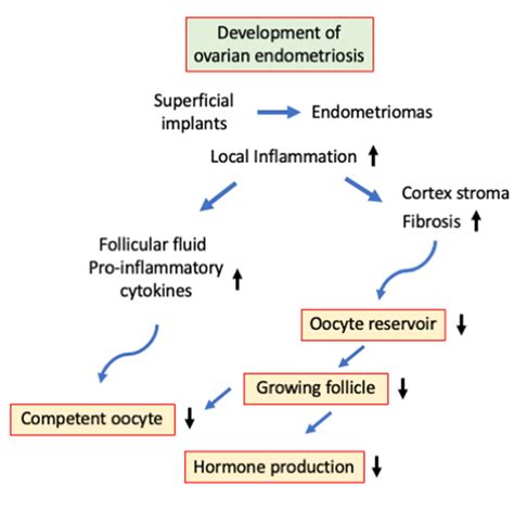 Endocrines Free Full Text The Effects Of Endometriosis On Ovarian