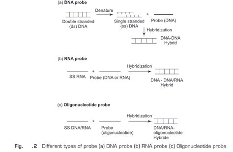 Nucleic Acid Hybridization - Biology Ease