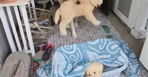 L extase de ce Golden Retriever à l arrivée d un nouveau chiot dans la