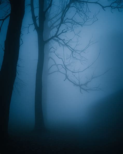 A tree with no leaves in a foggy forest photo – Free Nature Image on Unsplash