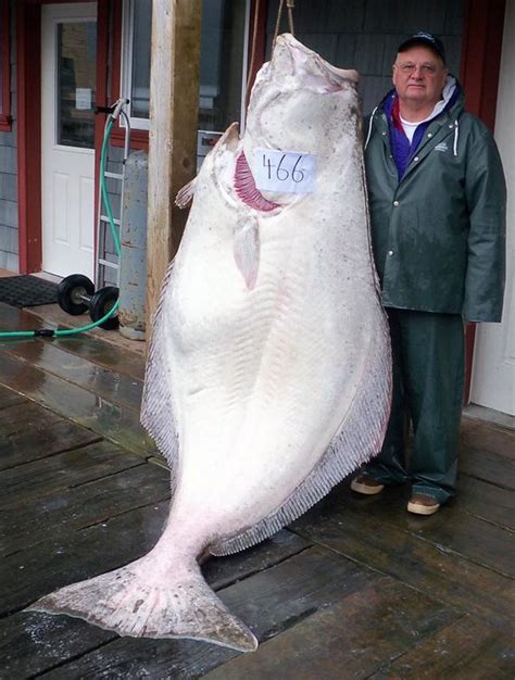 Big Fishes Of The World Halibut Pacific Hippoglossus Stenolepis