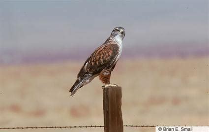 Ferruginous Hawk | Bird life list, Animal guides, Ornithology