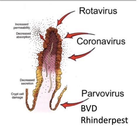 Infectious Disease I Flashcards Quizlet