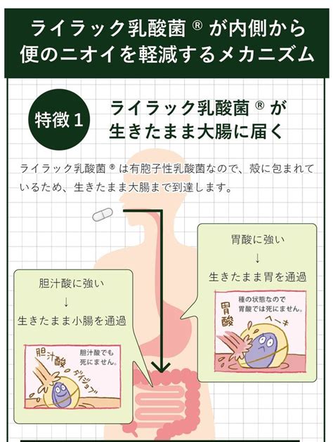 【楽天市場】ライラック乳酸菌 スタンダード（カプセル） 31粒 （約1ヶ月分）｜おならやウンチのニオイでお困りの方に｜乳酸菌 腸活