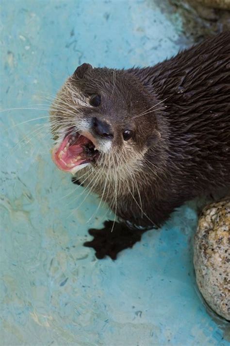 Otters Are So Cute They Don T Need Manners Like Not Chewing With Your Mouth Open — The Daily