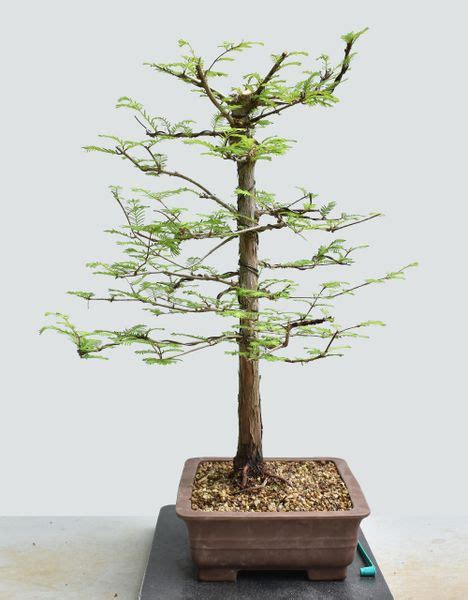 Dawn Redwood Bonsai Tree Bonsai Learning Center Store