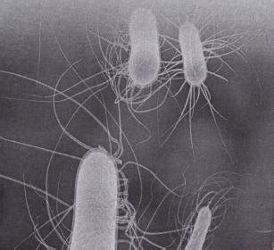 4 Shape of E. coli [33] . | Download Scientific Diagram