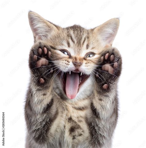 Funny kitten cat portrait with open mouth and two paws uoisolated Stock Photo | Adobe Stock