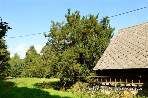 Gmina Bystrzyca K Odzka Pomniki Przyrody