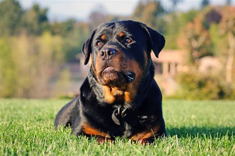 Aprender Sobre 35 Imagem Cria De Rottweiler Br Thptnganamst Edu Vn