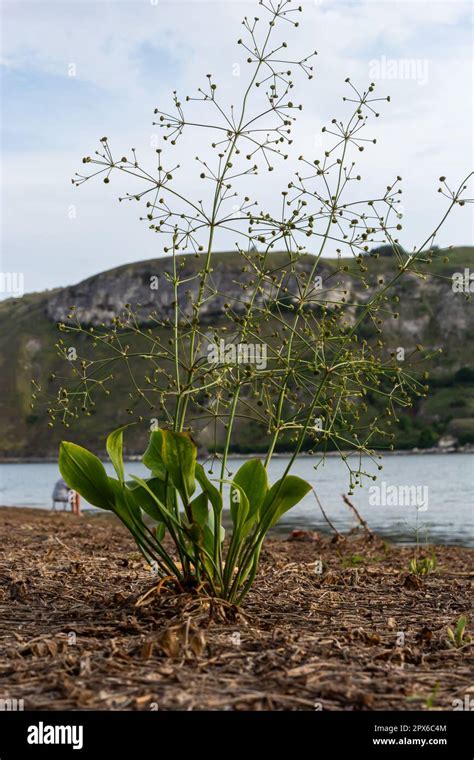 Flowers Of European Water Plantain Alisma Plantago Aquatica Stock