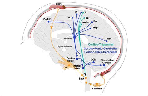 Schematic Representation Of The Cerebral Cortex Descending Pathways Download Scientific