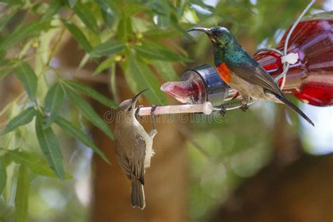 A Male & Female Greater Double-collared Sunbird Stock Image - Image of ...