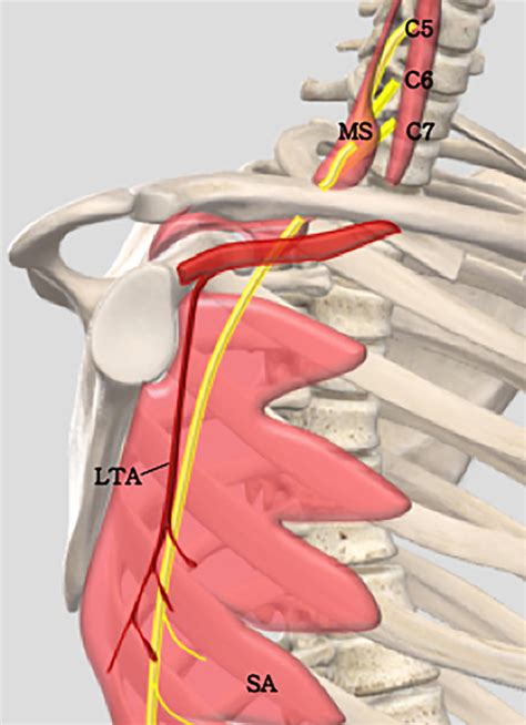 Drawing Shows The Course Of The Long Thoracic Nerve LTN The LTN