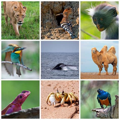 Collage Wild Animals Mammals Stock Images - Download 65 Royalty Free Photos