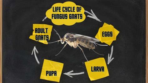 How To Get Rid Of Fungus Gnats - A.N.T. Pest Control