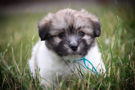 Chiot Elevage Des Vents D Oc An Eleveur De Chiens Coton De Tulear