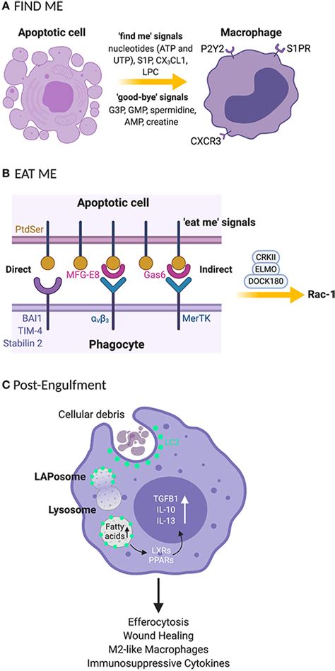 Frontiers Lc Associated Phagocytosis Lap A Potentially