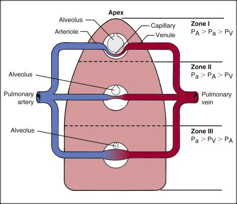 Pulmonary Patho 1 Flashcards Quizlet