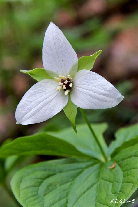 The Buckeye Botanist Guide To The Trillium Of Ohio