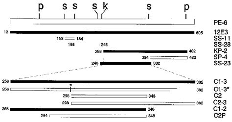 Relative locations of the flagellin fragments expressed by the... | Download Scientific Diagram