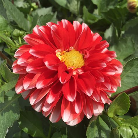 Dahlias The Dalina® Grande Series Faddegons Nursery Inc