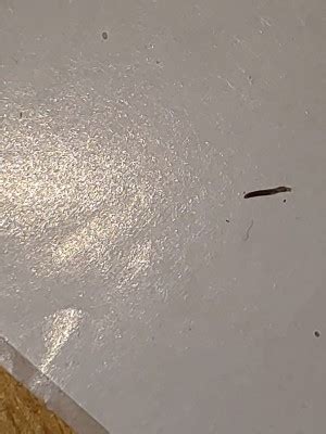 See Through Super Small Worms Found On Laundry Are Flea Larvae All