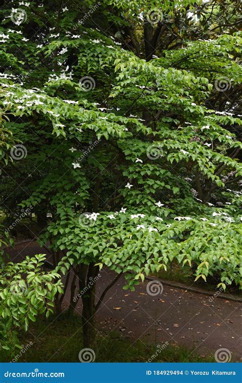 Kousa dogwood flowers stock photo. Image of dogwood - 184929494