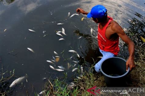 DLHK Telusuri Kasus Kematian Ikan Di Sungai Sekitar Kebun PT Socfindo