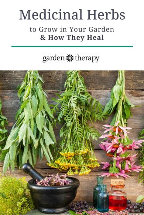 top  medicinal herbs  grow   garden    heal