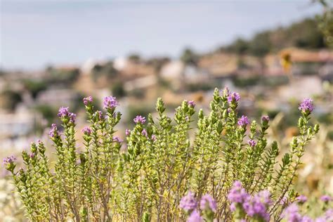 Tout Sur Lhuile Essentielle De Sarriette Des Montagnes