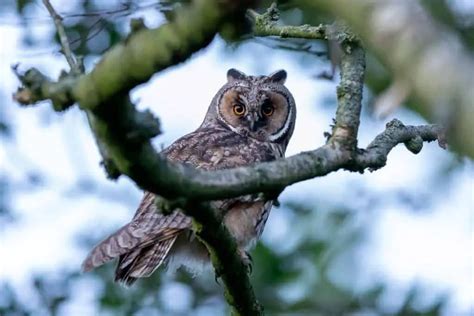 Owls In Arizona 13 Species With Pictures Wild Bird World