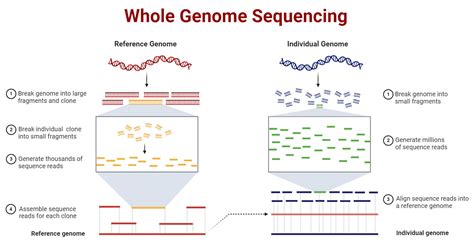 Whole Genome Sequencing: Principle, Types, Process, Uses, Diagram