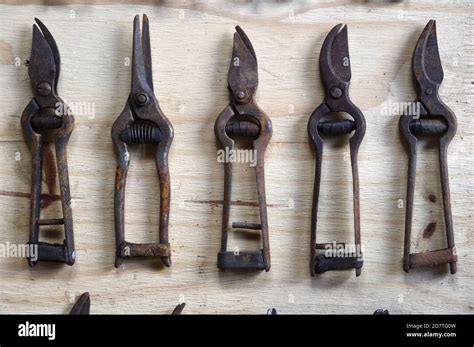 Display Collection Or Arrangement Of Vintage Old Or Rusty Secateurs