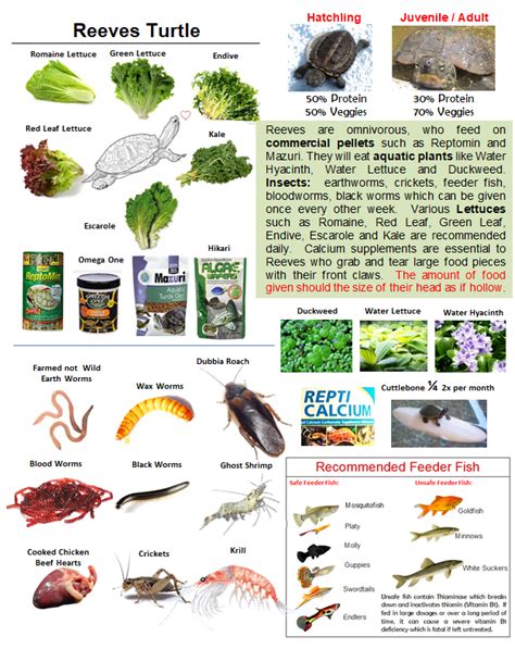 box turtle food chart - Alfonzo Sells