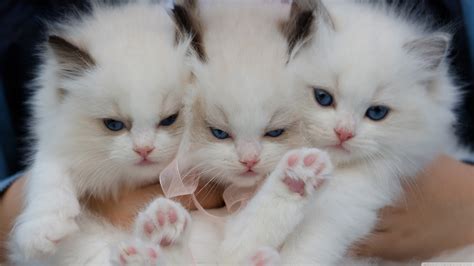 Cute White Kittens With Blue Eyes Wallpaper