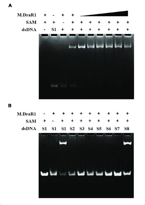 Emsa Analysis Of Dna Binding By M Drar A M Drar Binding