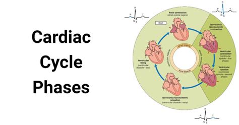 Cardiac Cycle And Its 5 Phases