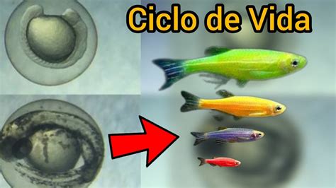 El Fascinante Ciclo De Vida De Los Peces Cebra Evolucion De Alevin