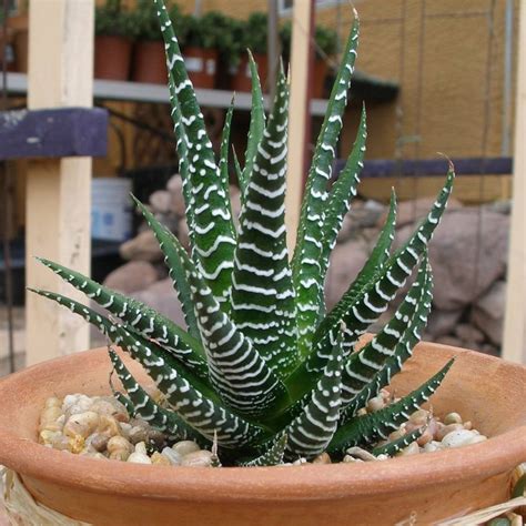 Haworthia Fasciata Plantzone